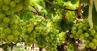 مزرعة العنب – الخطاطبة