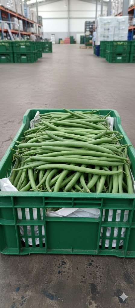 فاصوليا طازجة